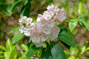 Flowering mountain laurel cluster closeup view photo