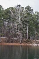 Large white bare tree photo