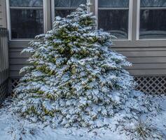 Snow covering a evergreen bush photo