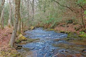 Creek through the forest photo