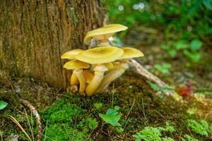 Cluster of yellow mushrooms photo