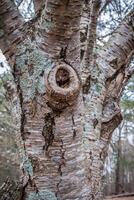 Tree bark textures closeup photo