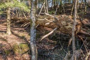 Fallen dead pine tree photo