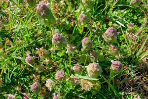 Purple deadnettle plants in the grass photo