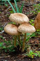 Trio of tall mushrooms photo