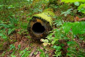 Hollow out tree log photo