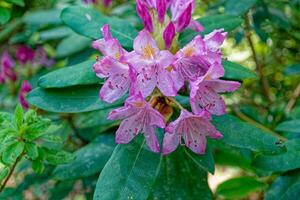 azalea flores después el lluvia foto