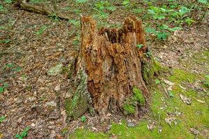 Rotting tree stump photo