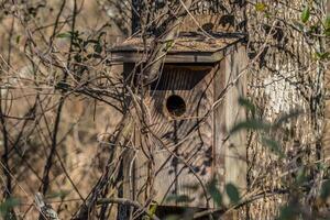 Birdhouse with nest inside photo