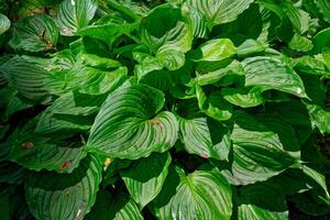 Green hosta closeup view photo