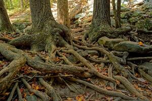 Tree roots and rocks closeup view photo