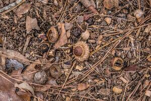 Acorns on the forest ground photo