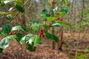 Holly branch full of berries photo