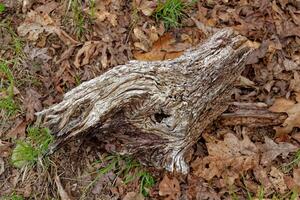 Tree part rotting on the ground photo