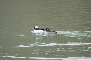 Buffleheads ducks together photo