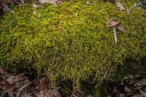 Long mosses on a rock photo