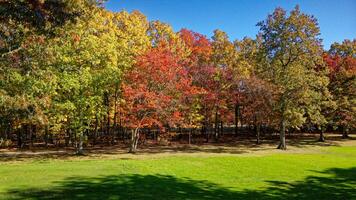 Colorful trees in autumn photo