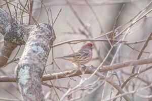 Male house finch on a tree closeup photo