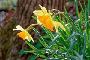 Closeup view of sunlit daffodils photo