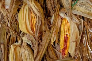 Corn to be harvest photo