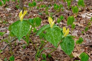 Yellow trilliums in a forest photo