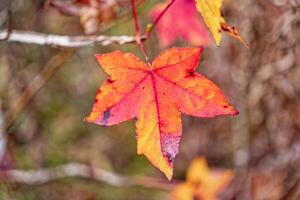 Colorful sweet gum tree leaf closeup photo