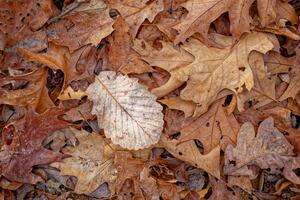 One different leaf on a pile photo