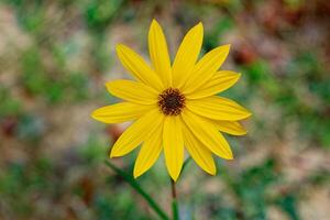 Bright yellow daisy flower closeup photo
