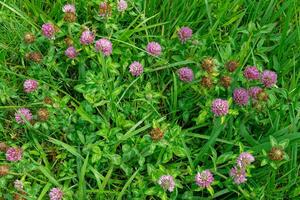 Red clover flowers in bloom photo