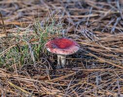 Red cap mushroom photo