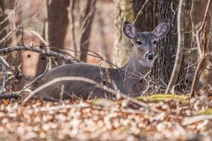 Female deer sitting on the ground photo