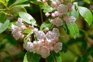 Mountain laurel blooming photo