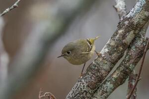 Ruby-crowned kinglet bird closeup photo