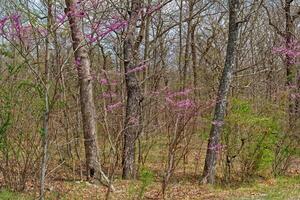 Blooming redbud trees in the forest photo