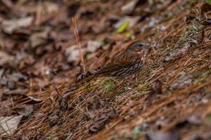 Fox sparrow on the ground photo