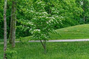 Korean or kousa dogwood tree in bloom photo