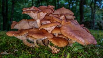 Mushroom cluster closeup photo