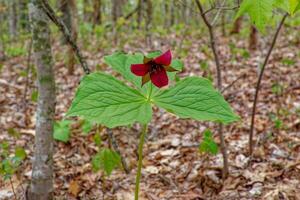 Bright red trillium closeup photo