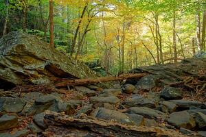 Bottom of the dry creek photo