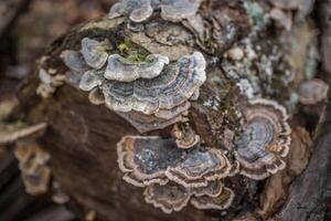 Turkey tail fungi on a log photo