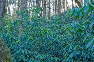Rhododendron forest in wintertime photo