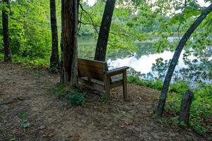Bench in the woods photo