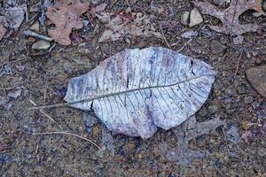 Bigleaf magnolia leaf closeup photo