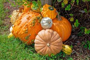 Pumpkins and gourds displayed together photo