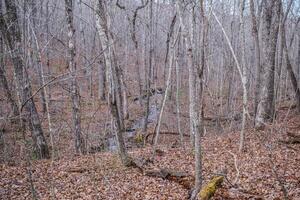 Creek in the forest photo