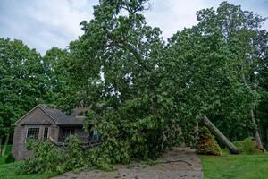 Large tree fallen on a house photo