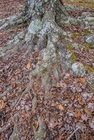 Tree roots exposed photo