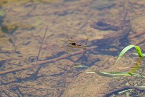 Water striders or pond skaters together photo