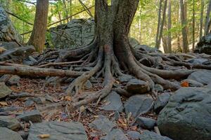 Exposed tree roots closeup photo