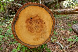 Freshly cut tree in the forest photo